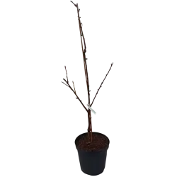 Trešnė DROGANO GELTONOJI