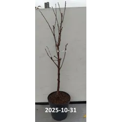 Pamparų sodų vaismedžiai su pristatymu į namus