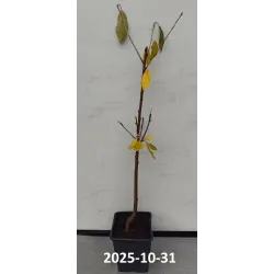 Sweet cherry - Prunus avium PAULA