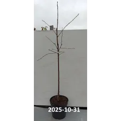 Trešnė - Prunus avium UKRAINIETIŠKA GELTONA