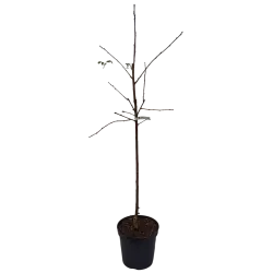 Trešnė - Prunus avium UKRAINIETIŠKA GELTONA