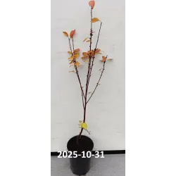 Sour cherry - Prunus cerasus ​TAMARIS