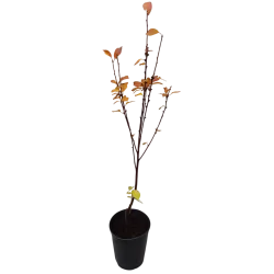 Sour cherry - Prunus cerasus ​TAMARIS