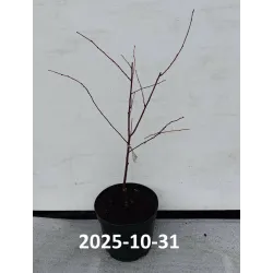 Sour cherry - Prunus cerasus ​ZAGARVYSNE