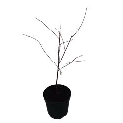 Sour cherry - Prunus cerasus ​ZAGARVYSNE