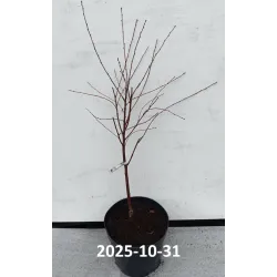 Kero vyšnia - Prunus kerrasis CARMINE JEWEL