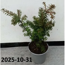 Europinis kukmedis - Taxus baccata