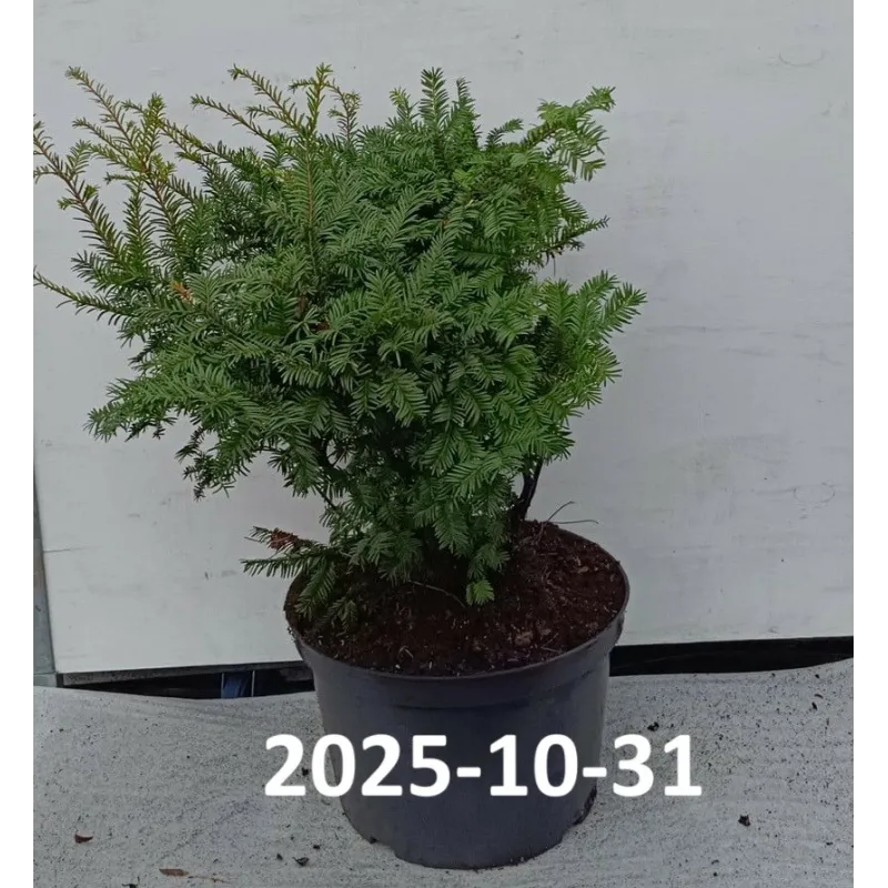 Europinis (- uoginis) kukmedis 'Dovastonii Aurea' - Taxus baccata 'Dovastonii Aurea'