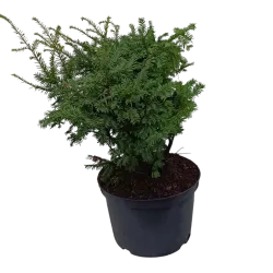 Europinis (- uoginis) kukmedis 'Dovastonii Aurea' - Taxus baccata 'Dovastonii Aurea'