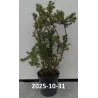 Tarpinis kukmedis - Taxus media HICKSII
