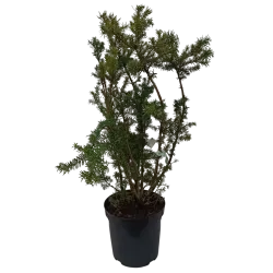 Tarpinis kukmedis - Taxus media HICKSII
