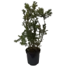 Taxus media HICKSII