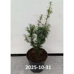 Taxus media HICKSII