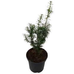 Taxus media HICKSII