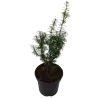 Taxus media HICKSII