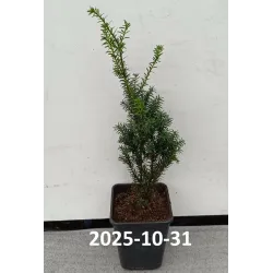 Tarpinis kukmedis - Taxus media HILLII