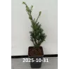 Tarpinis kukmedis - Taxus media HILLII