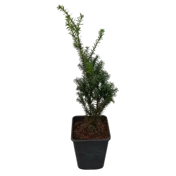 Taxus media HILLII