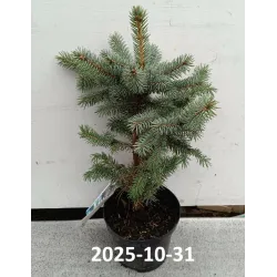 Dygioji eglė - Picea pungens SUPER BLUE