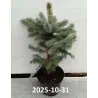 Dygioji eglė - Picea pungens SUPER BLUE