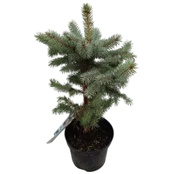 Dygioji eglė - Picea pungens SUPER BLUE