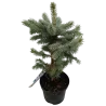 Dygioji eglė - Picea pungens SUPER BLUE