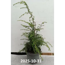 Garden plants/Trees/Flowers/ web-shop