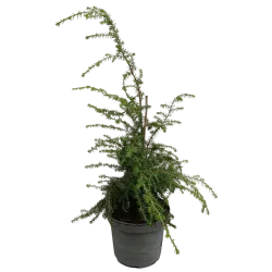 Garden plants/Trees/Flowers/ web-shop