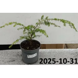 Garden plants/Trees/Flowers/ web-shop