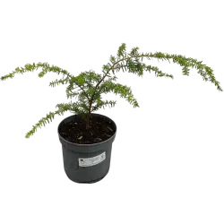 Garden plants/Trees/Flowers/ web-shop