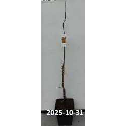 Egzotiniai augalai internetu