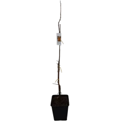 Egzotiniai augalai internetu