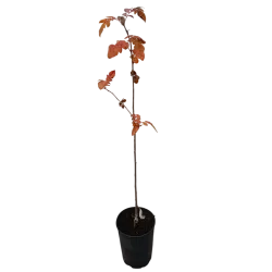 Rowan - Sorbus TITAN