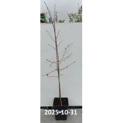 Šermukšnio ir aronijos hibridas - Sorbus BURKA