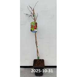 Kininis citrinvytis - Schisandra chinensis