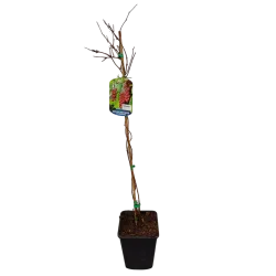 Kininis citrinvytis - Schisandra chinensis