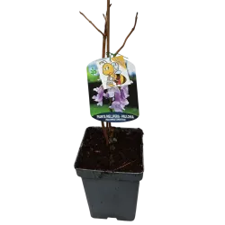 Kininė paulovnija - Paulownia tomentosa