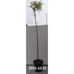 Garden plants/Trees/Flowers/ web-shop