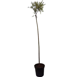 Garden plants/Trees/Flowers/ web-shop