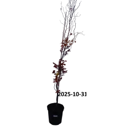 Paprastųjų bukų Purpurea Pendula sodinukai su pristatymu į namus