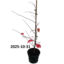 Kininis garlis - Pseudocydonia sinensis