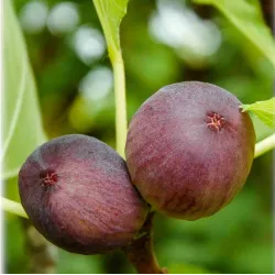 Figmedžių Ronde de Bordeaux sodinukai su pristatymu į namus