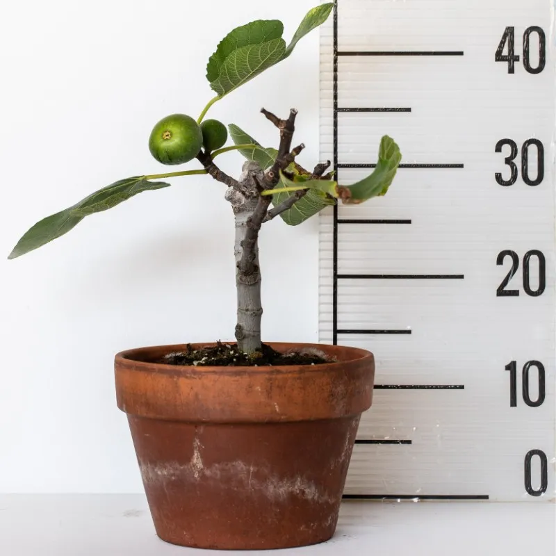 Figmedžių Ronde de Bordeaux sodinukai su pristatymu į namus