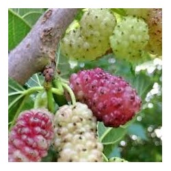 Šilkmedžiai su pristatymu Lietuvoje