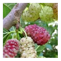 Šilkmedžiai su pristatymu Lietuvoje