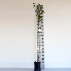 Išankstinis augalų užsakymas internetu