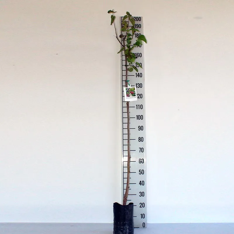 Šilkmedžiai su pristatymu Lietuvoje