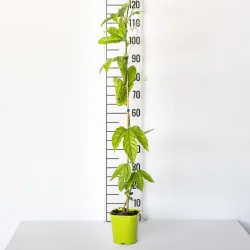 Passiflora incarnata Cooltropics® SMOWSTAR®