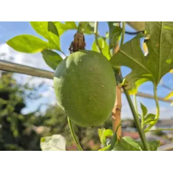 Kvapioji pasiflora - Passiflora edulis
