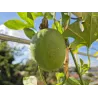 Kvapioji pasiflora - Passiflora edulis